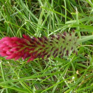 Photographie n°2507274 du taxon Trifolium incarnatum L. [1753]