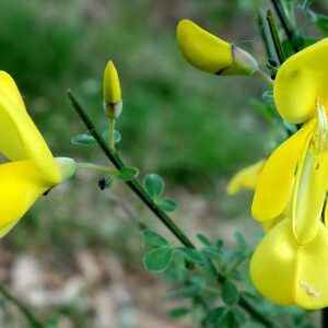 Photographie n°2507328 du taxon Cytisus scoparius (L.) Link [1822]