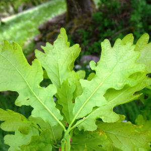 Photographie n°2507349 du taxon Quercus robur L. [1753]