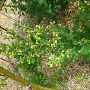 Photographie n°2507421 du taxon Nicotiana rustica L. [1753]