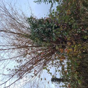 Photographie n°2507546 du taxon Salix