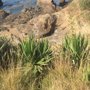 Photographie n°2507575 du taxon Yucca gloriosa L. [1753]