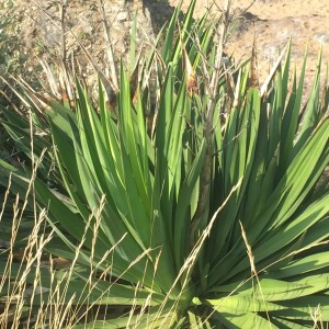 Photographie n°2507578 du taxon Yucca gloriosa L. [1753]