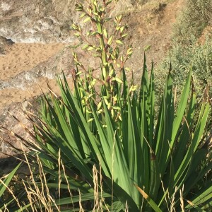 Photographie n°2507580 du taxon Yucca gloriosa L. [1753]