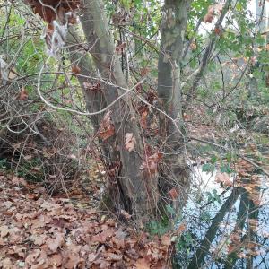 Photographie n°2507586 du taxon Platanus x hispanica Mill. ex Münchh. [1770]