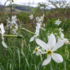 Photographie n°2507616 du taxon Narcissus poeticus L. [1753]