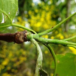 Photographie n°2507636 du taxon Populus tremula L. [1753]