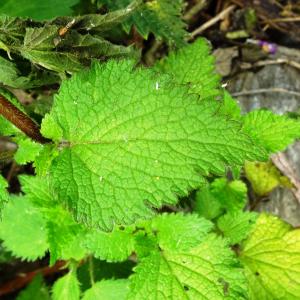 Photographie n°2507664 du taxon Lamium maculatum (L.) L. [1763]