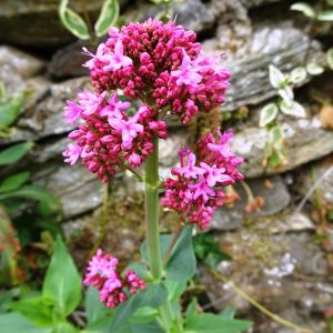 Photographie n°2507668 du taxon Centranthus ruber (L.) DC.