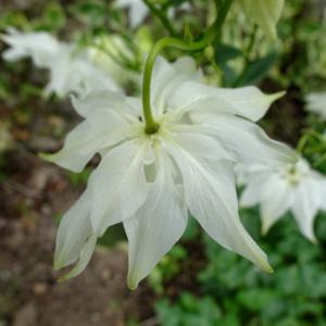 Photographie n°2507670 du taxon Aquilegia vulgaris L. [1753]