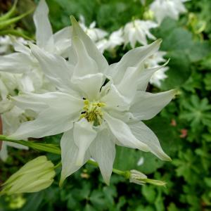 Photographie n°2507673 du taxon Aquilegia vulgaris L. [1753]