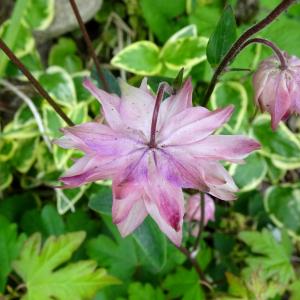 Photographie n°2507676 du taxon Aquilegia vulgaris L. [1753]