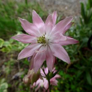 Photographie n°2507677 du taxon Aquilegia vulgaris L. [1753]