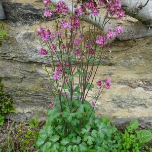 Photographie n°2507688 du taxon Aquilegia vulgaris L. [1753]