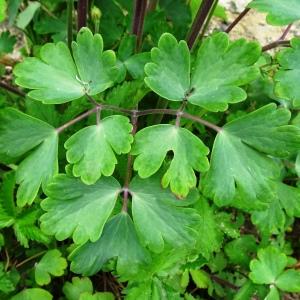 Photographie n°2507690 du taxon Aquilegia vulgaris L. [1753]