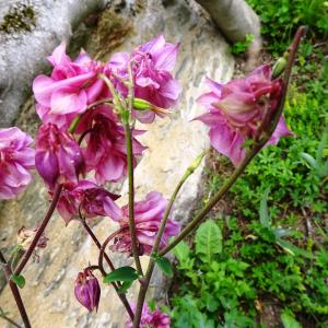 Photographie n°2507691 du taxon Aquilegia vulgaris L. [1753]