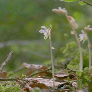 Photographie n°2507722 du taxon Epipogium aphyllum Sw. [1814]