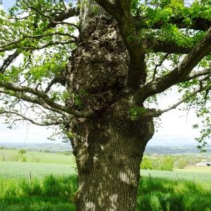 Photographie n°2507729 du taxon Quercus robur L. [1753]