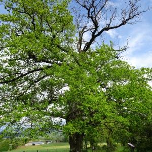 Photographie n°2507730 du taxon Quercus robur L. [1753]