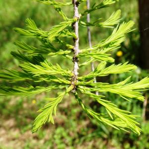 Photographie n°2507801 du taxon Taxodium distichum (L.) Rich. [1810]