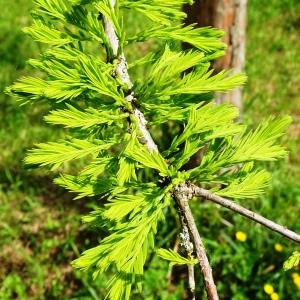 Photographie n°2507802 du taxon Taxodium distichum (L.) Rich. [1810]