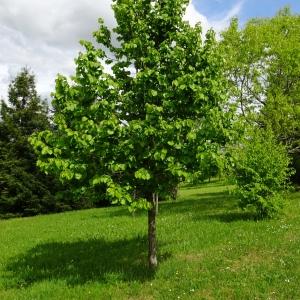 Photographie n°2507813 du taxon Corylus colurna L. [1753]