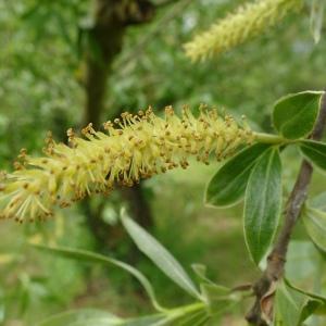 Photographie n°2507834 du taxon Salix alba L. [1753]