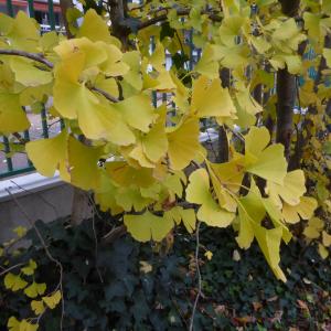 Photographie n°2507890 du taxon Ginkgo biloba L. [1771]