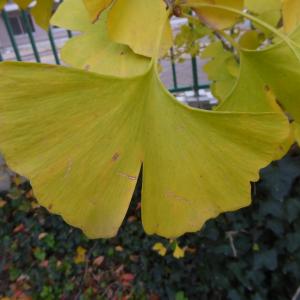 Photographie n°2507892 du taxon Ginkgo biloba L. [1771]