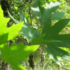 Photographie n°2507940 du taxon Platanus orientalis L. [1753]