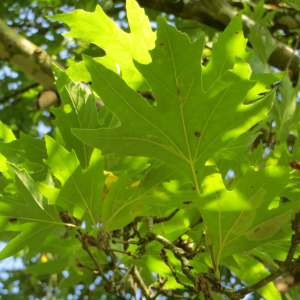 Photographie n°2507942 du taxon Platanus orientalis L. [1753]