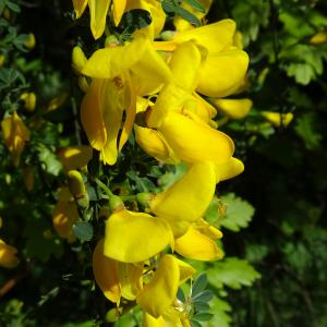 Photographie n°2508023 du taxon Cytisus scoparius (L.) Link [1822]