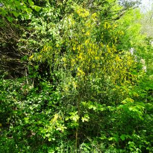 Photographie n°2508025 du taxon Cytisus scoparius (L.) Link [1822]