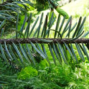 Photographie n°2508030 du taxon Abies alba Mill. [1768]