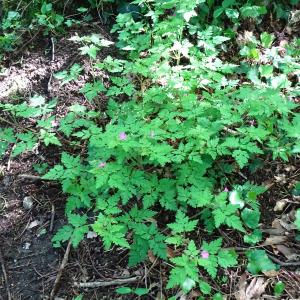 Photographie n°2508090 du taxon Geranium robertianum L.