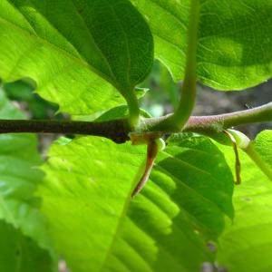 Photographie n°2508107 du taxon Castanea sativa Mill.