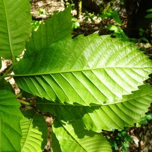 Photographie n°2508112 du taxon Castanea sativa Mill.