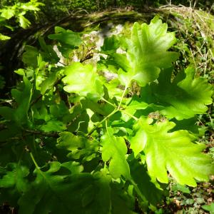 Photographie n°2508117 du taxon Quercus robur L. [1753]