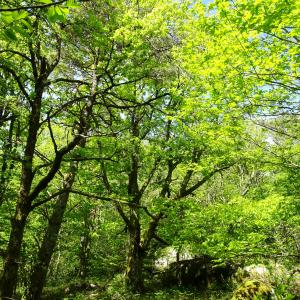 Photographie n°2508118 du taxon Quercus robur L. [1753]