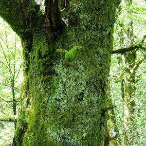 Photographie n°2508119 du taxon Quercus robur L. [1753]