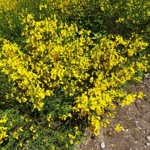 Photographie n°2508124 du taxon Cytisus scoparius (L.) Link [1822]