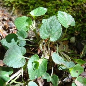 Photographie n°2508200 du taxon Viola canina L. [1753]