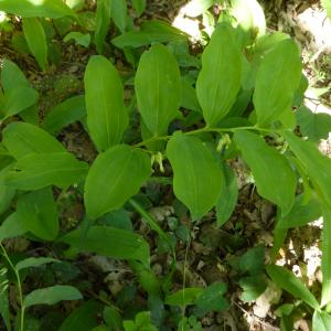 Photographie n°2508220 du taxon Polygonatum multiflorum (L.) All. [1785]