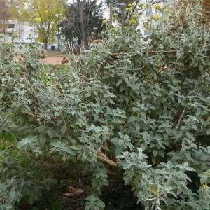 Photographie n°2508226 du taxon Phlomis fruticosa L. [1753]