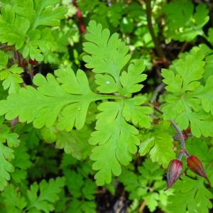 Photographie n°2508287 du taxon Geranium robertianum L. [1753]