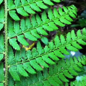 Photographie n°2508413 du taxon Polystichum setiferum (Forssk.) T.Moore ex Woyn. [1913]