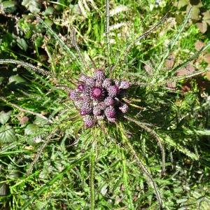 Photographie n°2508441 du taxon Cirsium palustre (L.) Scop. [1772]