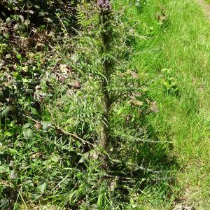 Photographie n°2508442 du taxon Cirsium palustre (L.) Scop. [1772]