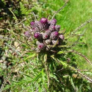 Photographie n°2508443 du taxon Cirsium palustre (L.) Scop. [1772]