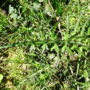 Photographie n°2508444 du taxon Cirsium palustre (L.) Scop. [1772]